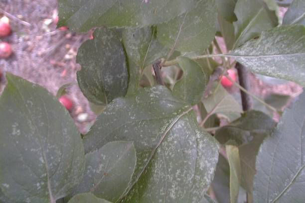 Froggats Apple Leafhopper